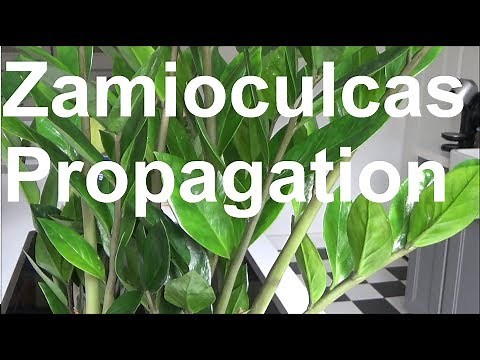 How To Propagate Zamioculcas Zamiifolia ZZ Plant Propagation by Cutting