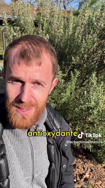 Le romarin s’utilise toute l’année, même en plein hiver ! On le trouve principalement en sauvage dans le Sud 🌞🌱Il est utilisé autant au niveau comestible que médicinal 😉