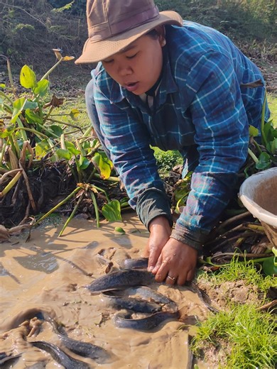 Fishing in Rice Fields: A Surprising Catch