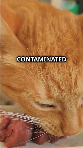 Cat Alert! Bird Flu H5N1 Outbreak 🐱🦠
