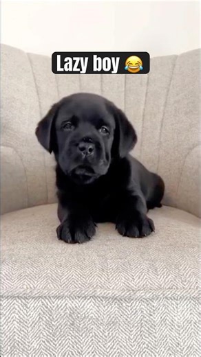 Labrador pup 🐶 #cutepuppy #dog #shortvideo #shortvideo #shorts
