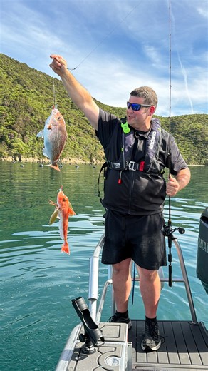 Shimano Fishing New Zealand on Instagram: "The ultimate "everything" rig? 🎣 Shimano NZ Pro-Staff @dan.govier.fishing.nz shows us why the new Twin Pack Flasher Rigs are a permanent fixture on his boat. It’s not just about convenience; it’s about the science of the strike. With full UV skirts and glow resin heads, these rigs create a massive "visual footprint" underwater. Whether you're targeting Snapper, Gurnard, Blue Cod, or Tarakihi, the combination of light and movement draws them in from a d