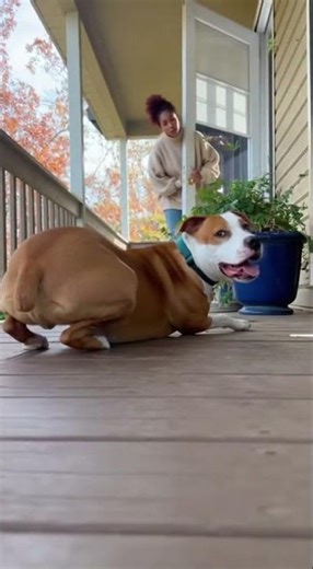 Caught on Camera: Dog’s Porch Squirrel Chase Ends in Cute Plea!