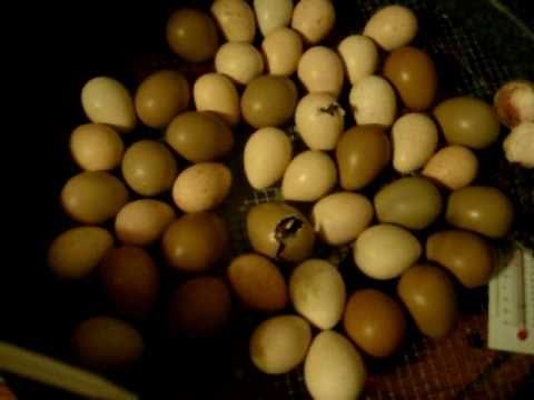 Pheasant & Chukar Hatch Brower Incubator