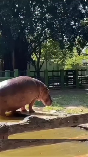 Avinash Kumar Anand on Instagram: "When a Hippo Poops It’s a Muddy Explosion #reels #reelitfeelit #foryou #viral #facts"