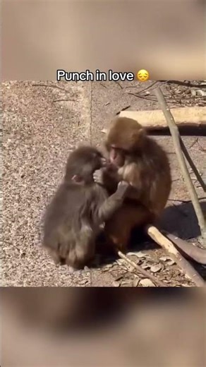 punch in love❤#viral #punch #animals #punchmonkey #monkey #shorts #パンチくん #punchthemonkey