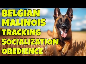 Belgian Malinois Tracking, Socialization, Obedience