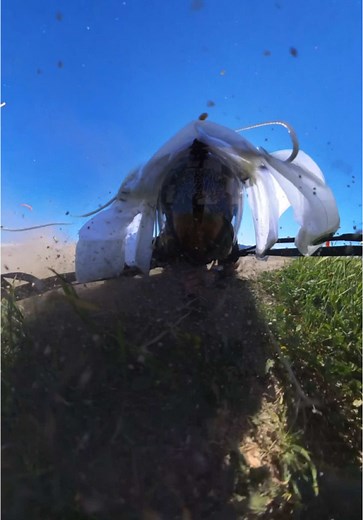 Flying high on TikTok