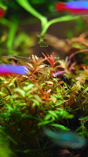 4.7K views · 111 reactions | Amano Shrimp >>> Caridina multidentata #AmanoShrimp #CaridinaMultidentata #YamatoShrimp #FreshwaterShrimp #AquariumShrimp #AlgaeEater #Aquascape #PlantedTank #NanoTank #AquariumHobby | Cube Aquarium | Facebook