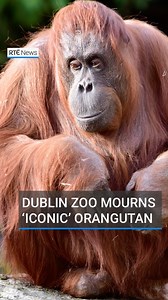 48K views · 3.7K reactions | Dublin Zoo has announced the death of its “much-loved” female Northwest Borean orangutan Leonie. The zoo said she was “an iconic presence since her arrival from Rotterdam Zoo in 1984”. The 44-year-old “was at the heart of our orangutan family for four decades,” the zoo added. Link in bio to read more  #rtenews #dublinzoo #orangutan | RTÉ News | Facebook