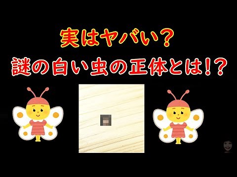 謎の白い小さな虫の正体とは！？【チャタテムシ】