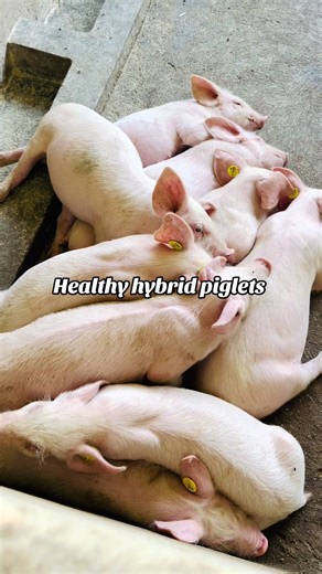 Healthy hybrid piglets for breeding #fyp #ugandatiktok🇺🇬 #creatorsearchinsights #farmlife #OffGridFarms