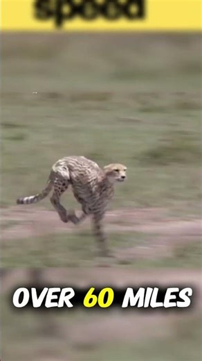 Human vs Cheetah – Who Would Win in a Race 🐆