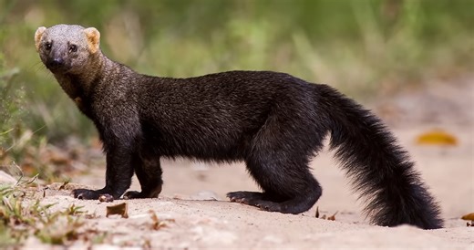 Watch what happens when a tayra uses intelligence to hunt and escape