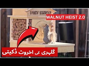 Backyard Squirrel Maze 2.0- The Walnut Heist