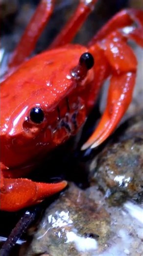 “Let’s Learn Red!”