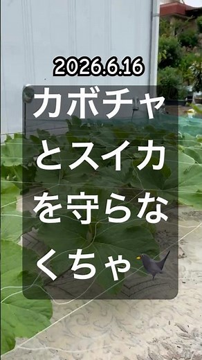 [Bird netting for watermelons and pumpkins] #watermelon #pumpkin