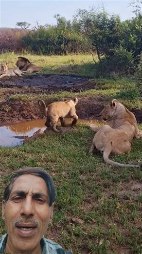 Lioness Gives Cub a Bath the Hard Way #animals #shorts #wildlife