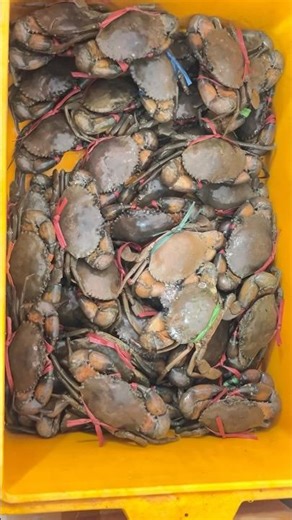 🦀 Live Crab in Bucket | Fresh & Active Crabs