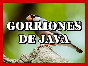GORRIONES DE JAVA EN EL AVIARIO