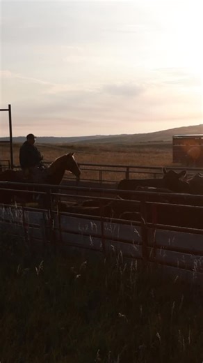 Shipping day on the ranch — the culmination of hard work, good management, and strong cattle. Here’s to the ranchers who make it happen year after year. #westernranchbrokers #montanaranch #ranchforsale #montanarealestate #wyomingranch #wyomingrealestate #wyomingranches | Western Ranch Brokers