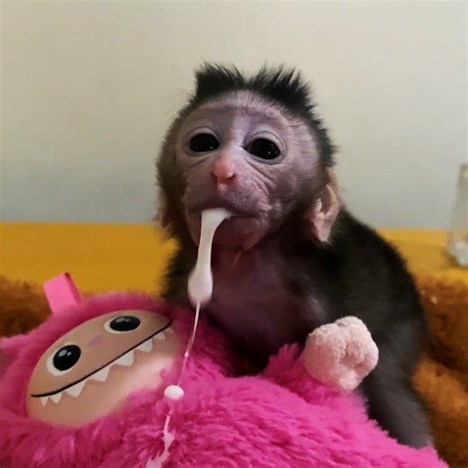 Million pity..! the baby was vomit after got milk #monkeys | Premature Monkeys