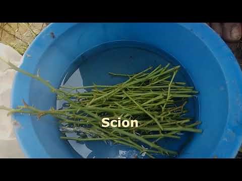 How to graft rose plants in Easy method?