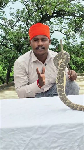 🐍इस सांप के बारे में आज ही जान लो 😱|Common Sand Boa video ?#snake #science #viralvideo #shorts
