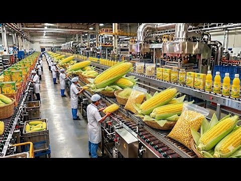 Inside a Modern Corn Factory: From Fresh Corn Harvest to Packaged Corn Products (Full Process)