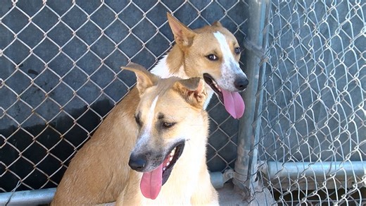 Humane Society of El Paso hosts "Speed Dating" event