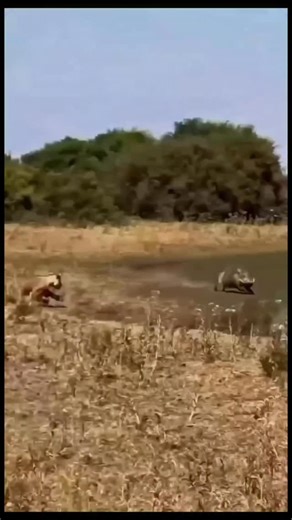 wildanimalshorts98 on Instagram: "𝐖𝐀𝐑𝐍𝐈𝐍𝐆: @natures.hunters shows brutal wildlife videos 🩸🔞 follow @natures.hunters for more! 日本利用压电瓷砖将脚步转化为电能。这些瓷砖捕捉来自你脚步的动能。当你行走时，你的重量和动作会对瓷砖产生压力。瓷砖会轻微弯曲，从而产生机械应力。瓷砖内部的压电材料将这种应力转化为电能。每一步都会产生少量电荷，而数百万步结合在一起就能产生足够的电力来驱动 LED 灯、数字显示屏和传感器。在像涩谷车站这样繁忙的地方，每天大约有240万个脚步为这一系统作出贡献。这些电能可以被储存或立即使用，从而减少对传统电力来源的依赖，并支持可持续的城市基础设施。这种方法将日常运动转化为实用的可再生能源 ＃日本 #知识＃事实 #你知道吗#推荐#科技 #创新 ＃历史 技术 实验热门 日本利用压电瓷砖将脚步转化电能。这些瓷砖捕捉来自你脚步的动能。当你行走时，你的重量和动作会对瓷砖产生压力。瓷砖会轻微弯曲，从而产生机械应力。瓷砖内部的压电材料将这种应