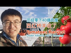 Tomatoes Harvest Under Alberta -40°C freezing