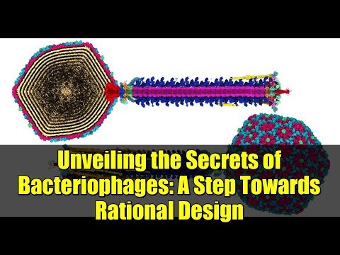 Unveiling the Secrets of Bacteriophages: A Step Towards Rational Design