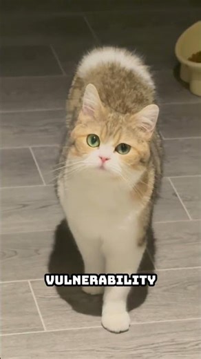 Why Cats Blink Slowly to Show Trust