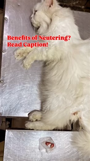 Why neutering your cat is one of the best decisions you can make 🐾 Neutering isn’t just about population control — it’s about improving your cat’s health, behavior, and overall quality of life. ✨ Health Benefits: Neutered males have a much lower risk of testicular cancer and prostate issues. They are less likely to get into fights or contract deadly diseases like FIV (Feline Immunodeficiency Virus) spread through bites. ✨ Behavioral Benefits: Neutering reduces aggressive behavior, territorial s