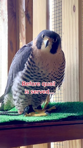 Manilla Equinox the Peregrine Falcon Feeding Video