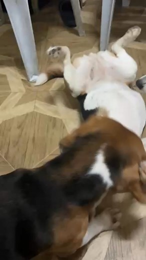 Playing to Cuddles Beagles #beagles #beagledogs #beaglelovers #dogs #doglovers #viraldog #reels #reelsfb #reelsviral | Baileys The Beagle