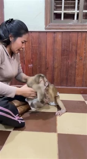 OMG…Big Monkey trying a.tt.ack Linda #reels #cute #animals #lovely #monkey