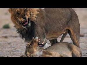 Aggressive lions mating time.
