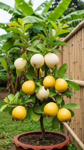 How to grow guava from fruit using duck egg to produce lots of fruit in a short time#growing#gauava#egg#USA#viralvideo | Chicchiken13