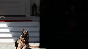 Meet Joe Biden's dogs: Champ and Major