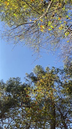 Federal Signal Model A Siren at Roughly 137 ft.