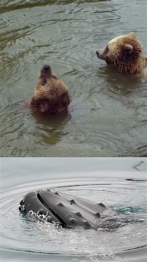 Did you know bears can communicate through body language?