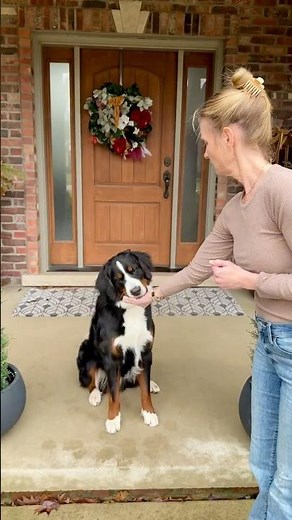 Perfect Training Treats For Dogs