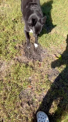 My dog digging a hole for no reason 😂😂😂 #dog #dogshorts #funnydog #viral #fyp #trending