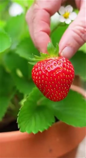 This simple grandmotherly gesture transforms the strawberry plant into a productive one.