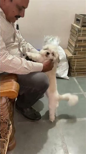 Sejal like new friend #trending #pawsn #fashiontrends #funny #aliabhattranbirkapoor #petshub #softpa