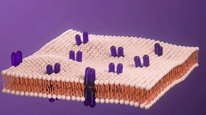 Cell Membrane Structure Cytoplasmic Membrane Structure Stock Footage Video (100% Royalty-free) 3683196307 | Shutterstock