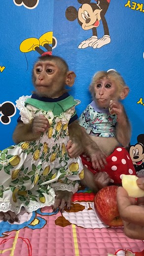 7.7K views · 121 reactions | Baby monkey very smart . . #monkeys #babymonkey #love #monkeylife #Icy #BryyanTV #animals #MonkeyLife #animallovers #funnyvideo #reels #monkeylove #funnyanimals #reelsfb #funny #shorts #monkey #reelsviral #thebestfunny #Monkeyreels #videosfunny #babylove | Short MV | Facebook