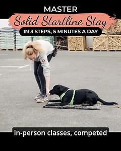 🐶 Imagine this: You and your dog, all pumped up and ready for an agility competition. The crowd's cheers, the adrenaline rush - it's showtime! But then, just when you're about to start, your dog breaks the startline line, and your heart sinks. Disqualification! 😱 We've all been there - feeling lost and disheartened as your pup dashes off like they've got a rocket boost. But fret not! Introducing "Solid Startline Stay: Master it in 3 Steps, 5 Minutes a Day." 🌟 Don't miss out on our time-limite